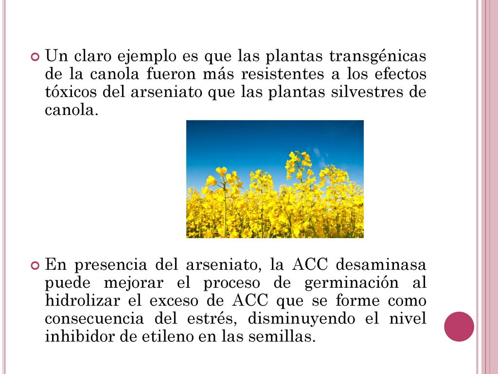 Un claro ejemplo es que las plantas transgénicas de la canola fueron más resistentes a los efectos tóxicos del arseniato que las plantas silvestres de canola.