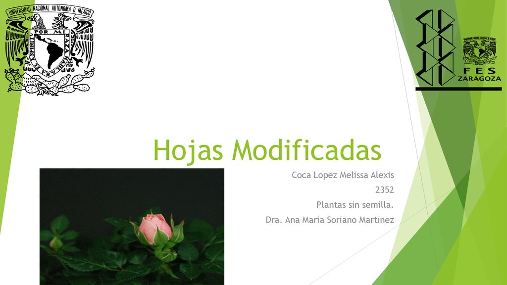 Hojas Modificadas Coca Lopez Melissa Alexis 2352 Plantas sin semilla.