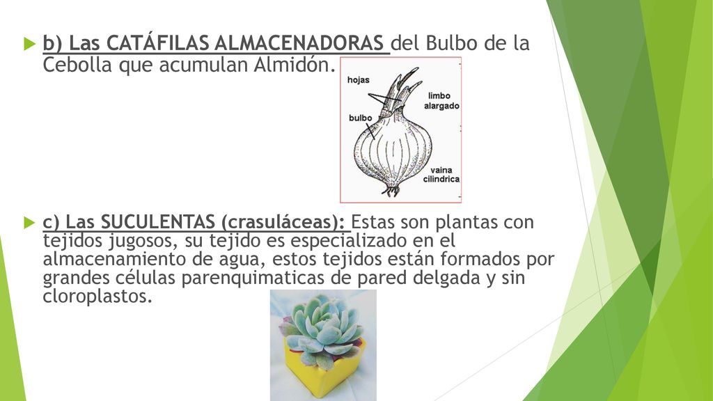 b) Las CATÁFILAS ALMACENADORAS del Bulbo de la Cebolla que acumulan Almidón.