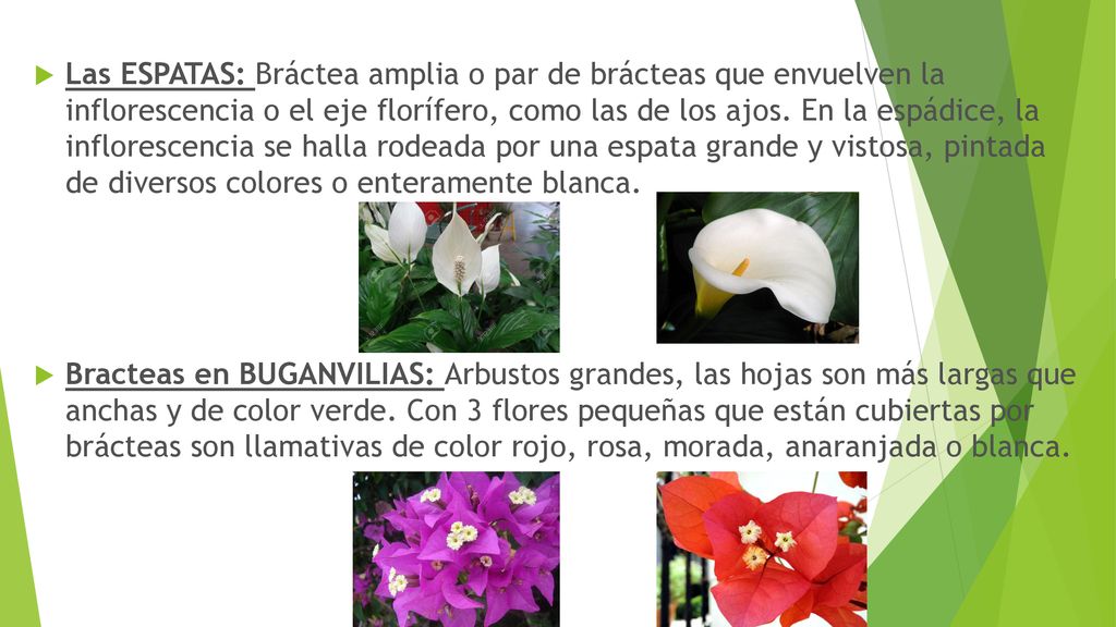 Las ESPATAS: Bráctea amplia o par de brácteas que envuelven la inflorescencia o el eje florífero, como las de los ajos. En la espádice, la inflorescencia se halla rodeada por una espata grande y vistosa, pintada de diversos colores o enteramente blanca.