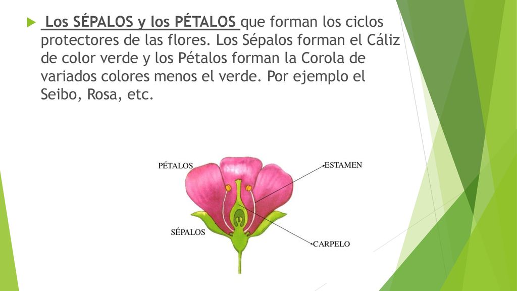 Los SÉPALOS y los PÉTALOS que forman los ciclos protectores de las flores.