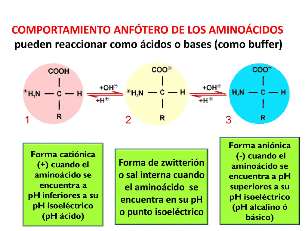 COMPORTAMIENTO ANFÓTERO DE LOS AMINOÁCIDOS pueden reaccionar como ácidos o bases (como buffer)