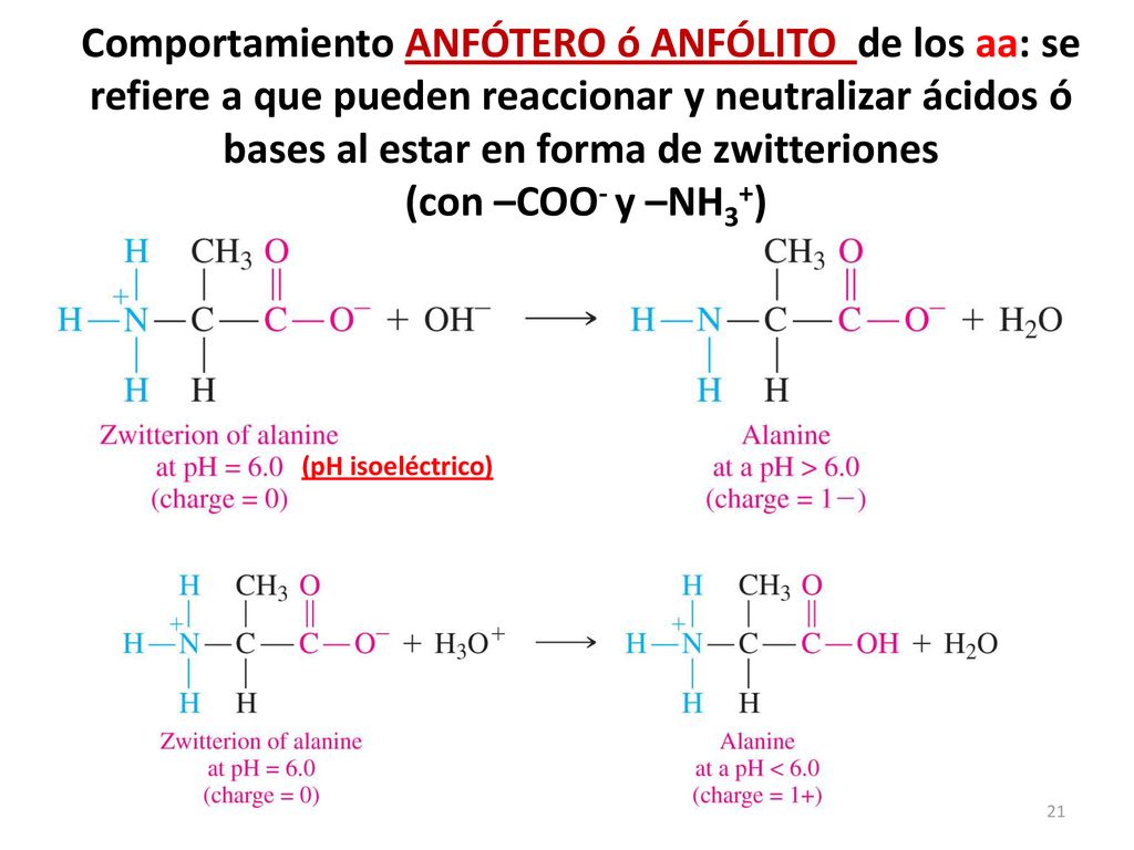 Comportamiento ANFÓTERO ó ANFÓLITO de los aa: se refiere a que pueden reaccionar y neutralizar ácidos ó bases al estar en forma de zwitteriones (con –COO- y –NH3+)