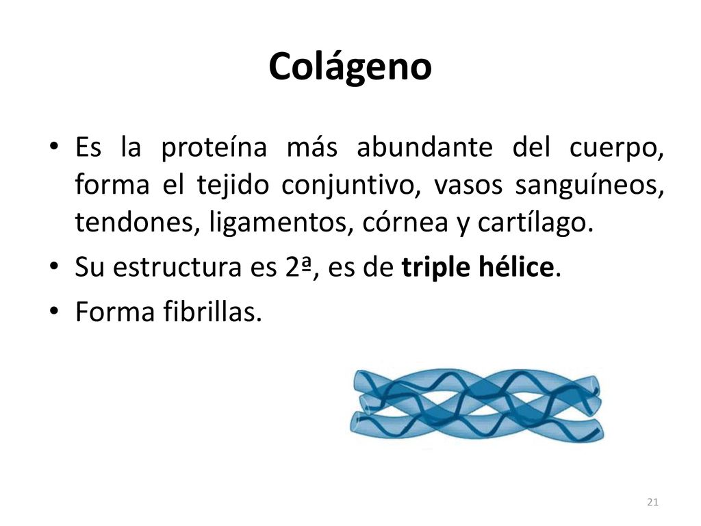 Colágeno Es la proteína más abundante del cuerpo, forma el tejido conjuntivo, vasos sanguíneos, tendones, ligamentos, córnea y cartílago.