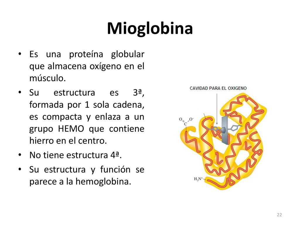 Mioglobina Es una proteína globular que almacena oxígeno en el músculo.