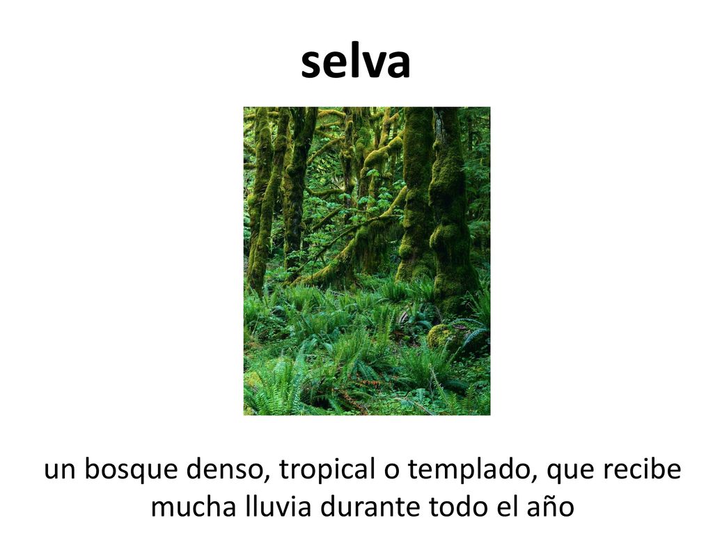 selva un bosque denso, tropical o templado, que recibe mucha lluvia durante todo el año