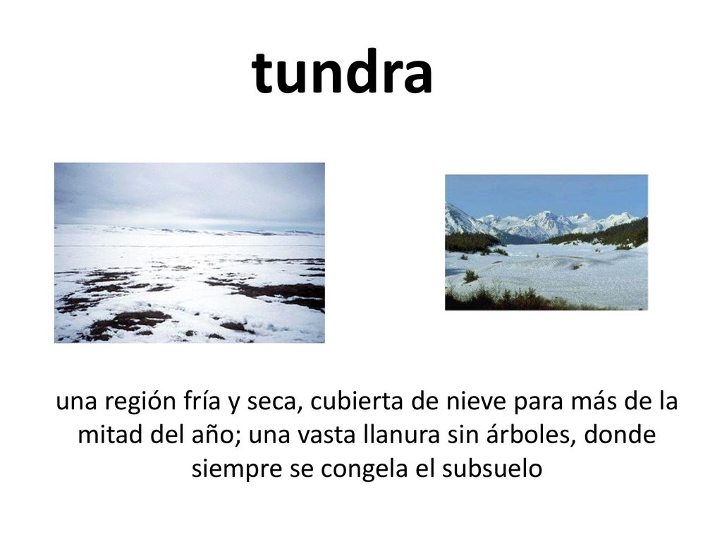 tundra una región fría y seca, cubierta de nieve para más de la mitad del año; una vasta llanura sin árboles, donde siempre se congela el subsuelo.