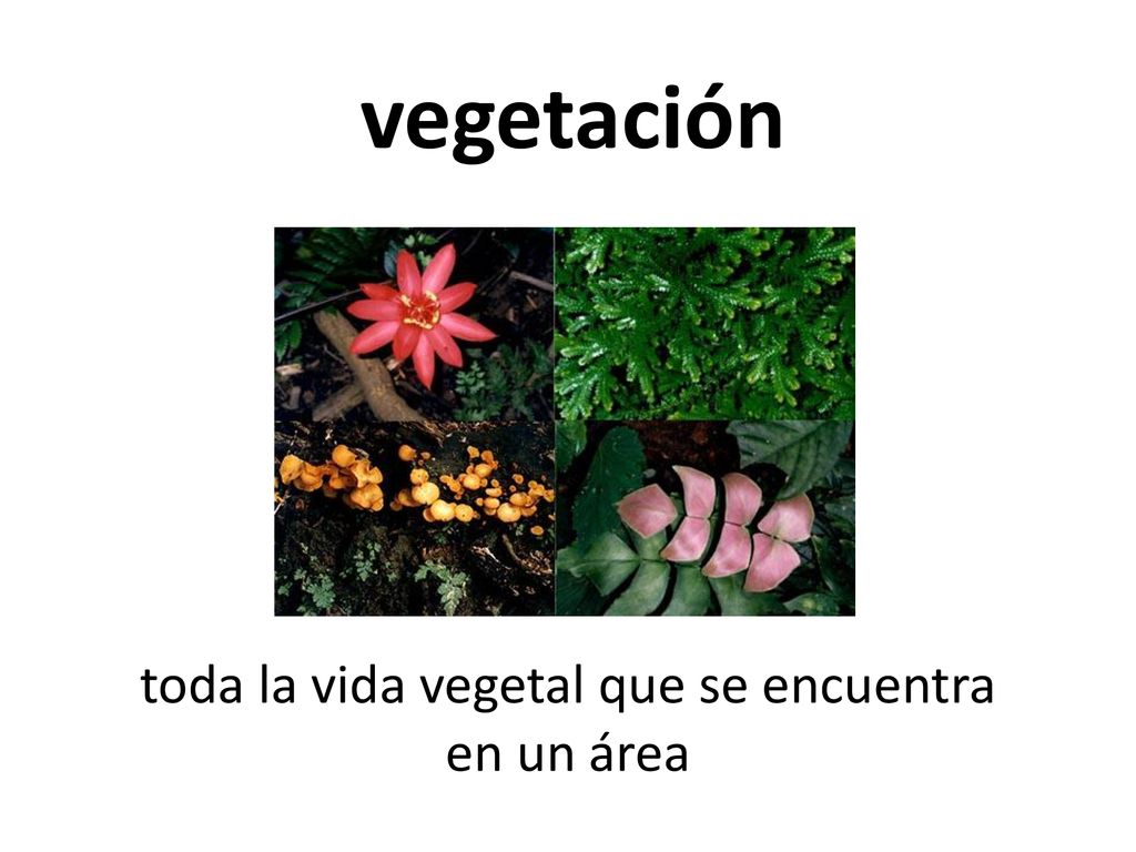 toda la vida vegetal que se encuentra en un área