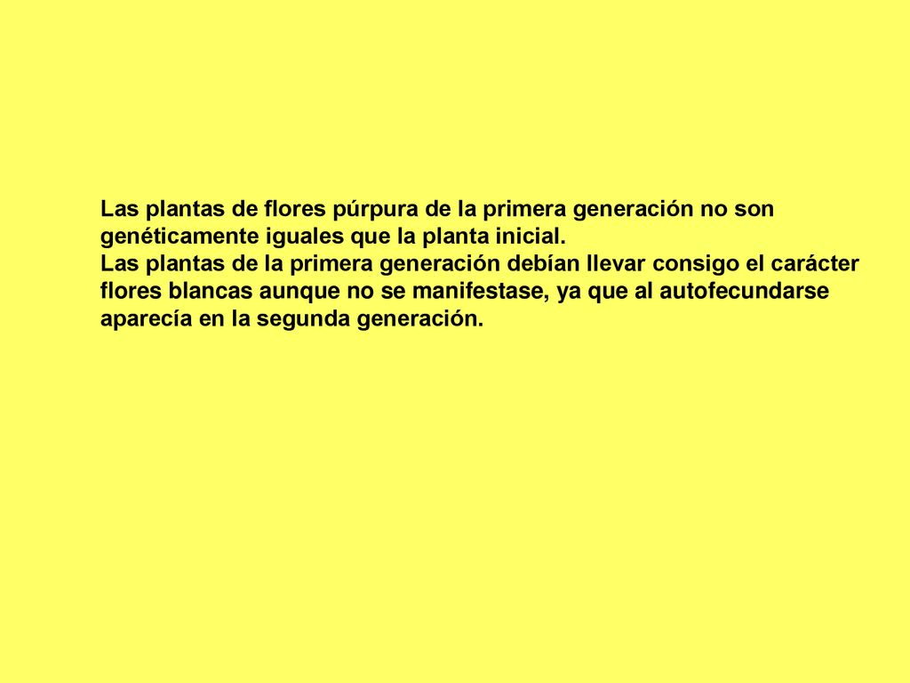 Las plantas de flores púrpura de la primera generación no son