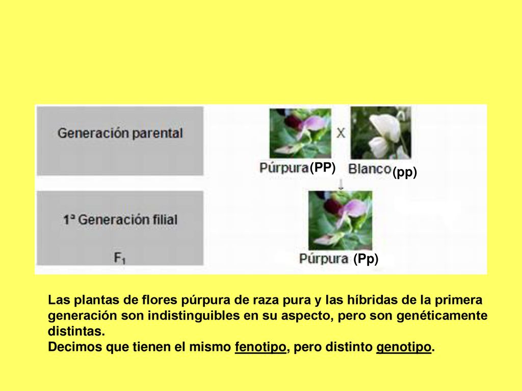 (PP) (pp) (Pp) Las plantas de flores púrpura de raza pura y las híbridas de la primera.