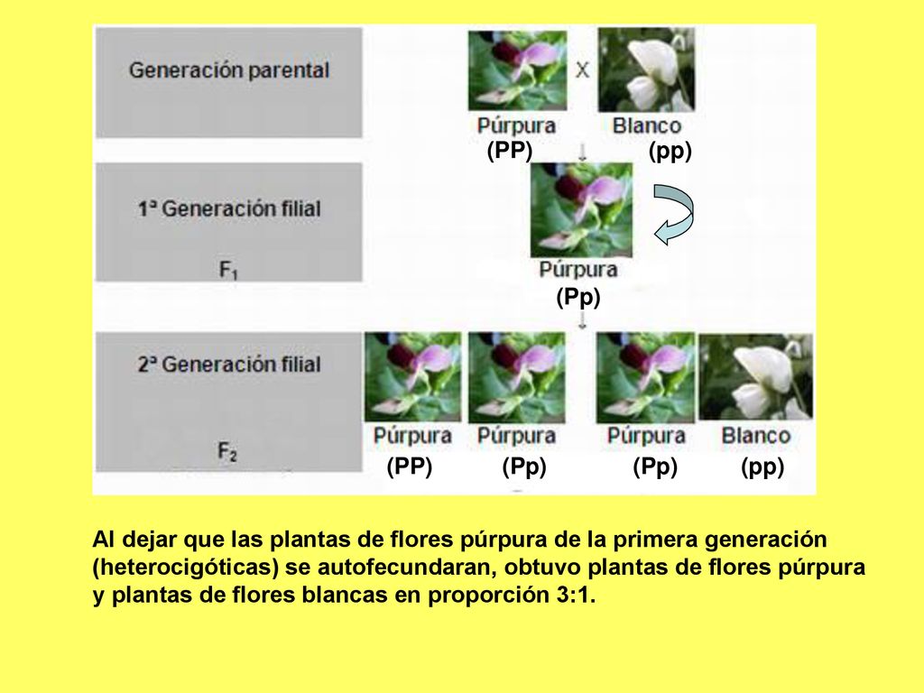 (PP) (pp) (Pp) (PP) (Pp) (Pp) (pp) Al dejar que las plantas de flores púrpura de la primera generación.
