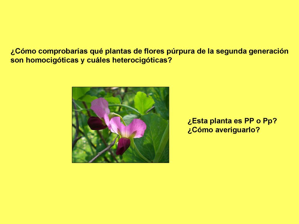 ¿Cómo comprobarías qué plantas de flores púrpura de la segunda generación