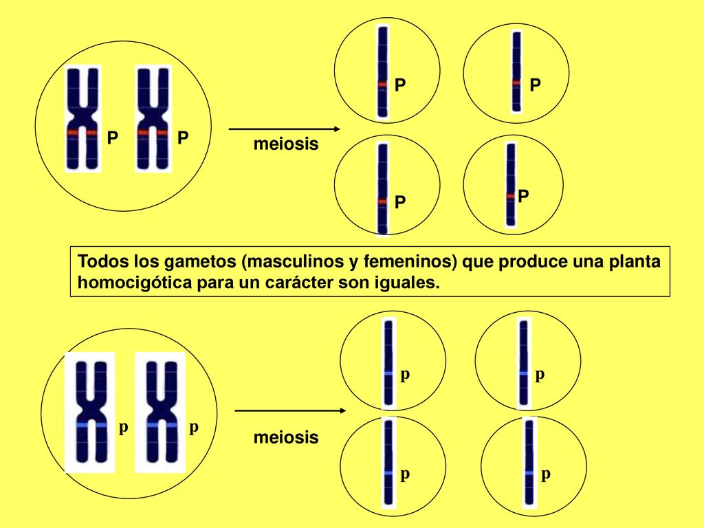 P P. P. P. meiosis. P. P. Todos los gametos (masculinos y femeninos) que produce una planta. homocigótica para un carácter son iguales.
