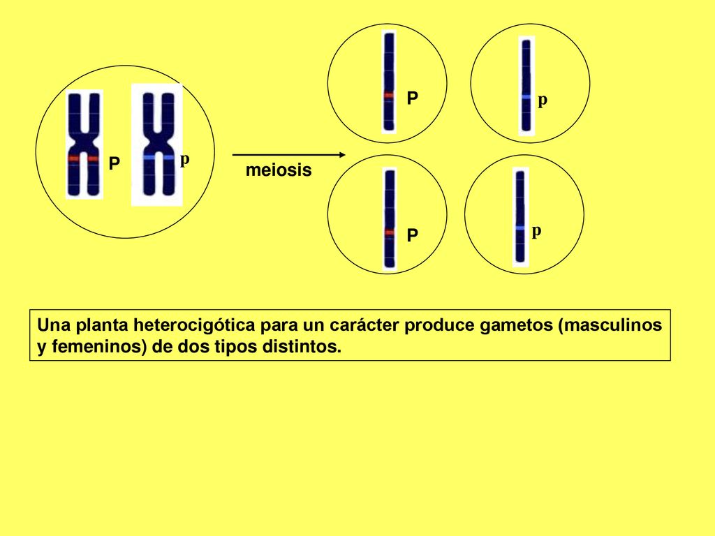 P p. p. P. meiosis. p. P. Una planta heterocigótica para un carácter produce gametos (masculinos.