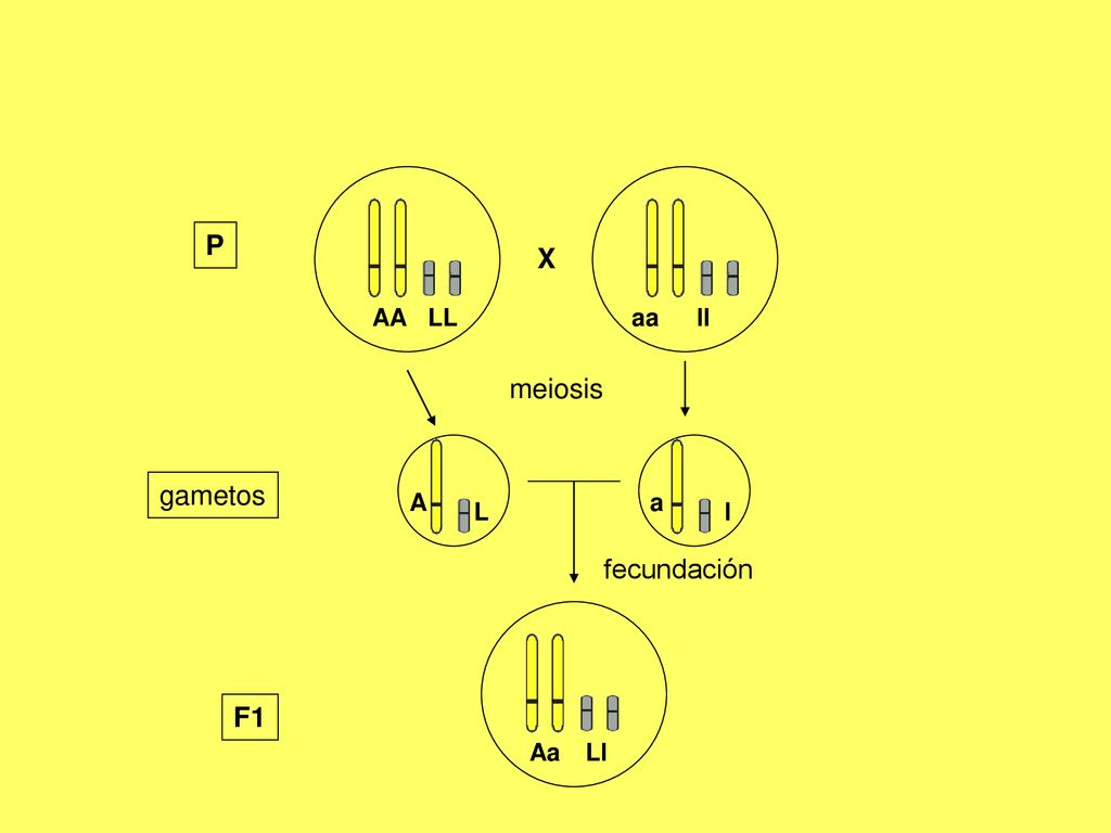 P X AA LL aa ll meiosis gametos A a L l fecundación F1 Aa Ll
