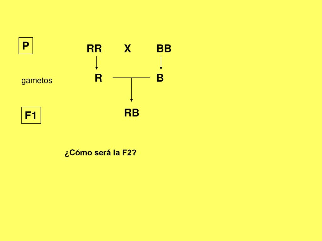 P RR X BB R B gametos RB F1 ¿Cómo será la F2