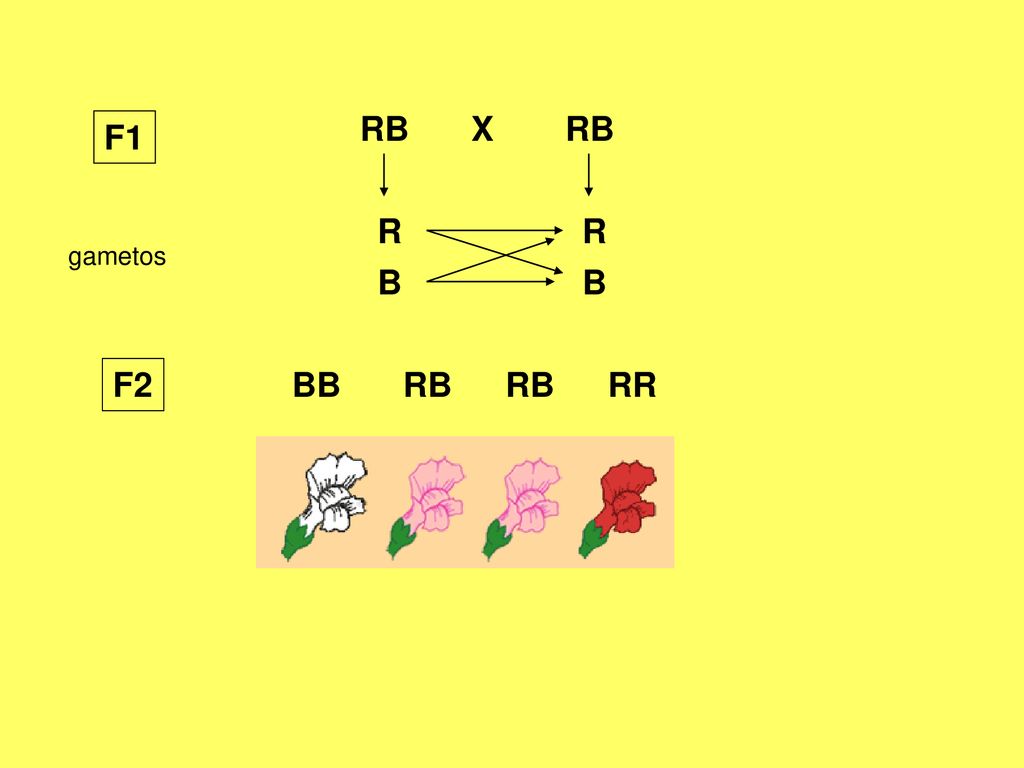 RB X RB F1 R R gametos B B F2 BB RB RB RR