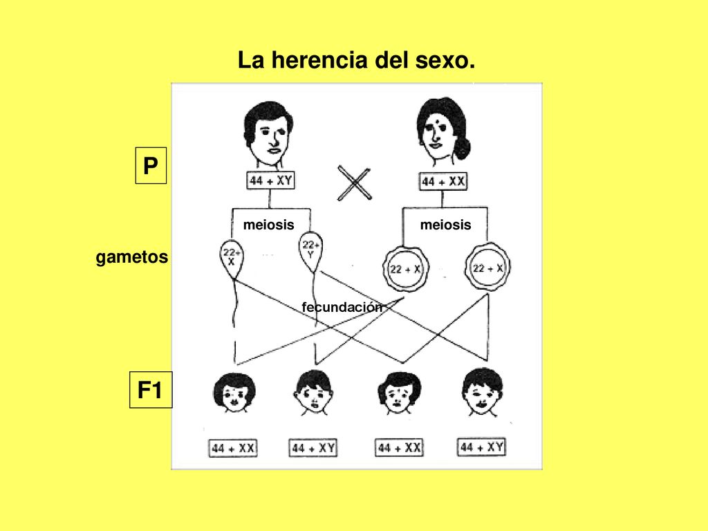La herencia del sexo. P meiosis meiosis gametos fecundación F1