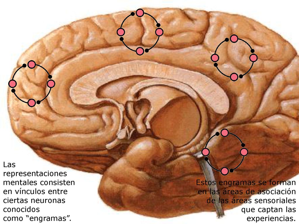 Las representaciones mentales consisten en vínculos entre ciertas neuronas conocidos
