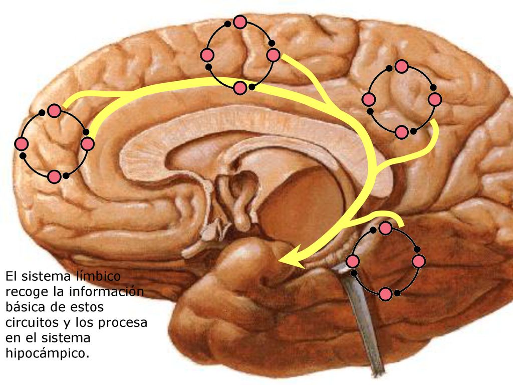 El sistema límbico recoge la información básica de estos circuitos y los procesa en el sistema hipocámpico.