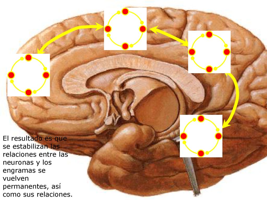 El resultado es que se estabilizan las relaciones entre las neuronas y los engramas se vuelven permanentes, así como sus relaciones.