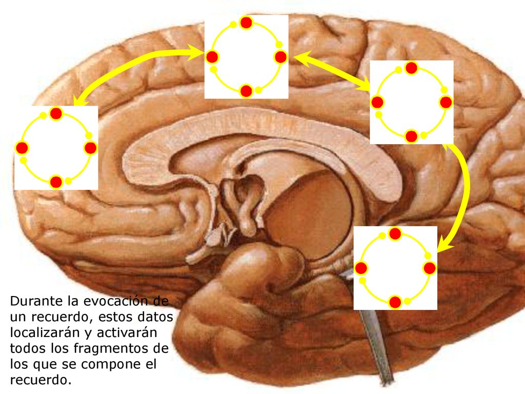 Durante la evocación de un recuerdo, estos datos localizarán y activarán todos los fragmentos de los que se compone el recuerdo.