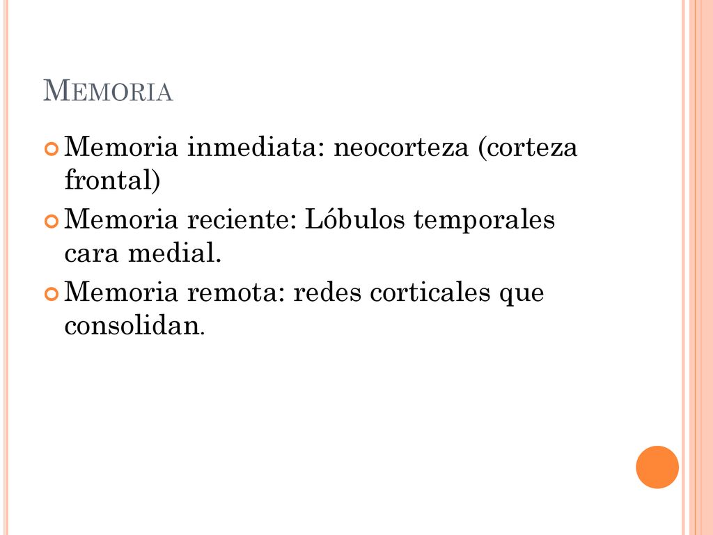 Memoria Memoria inmediata: neocorteza (corteza frontal)