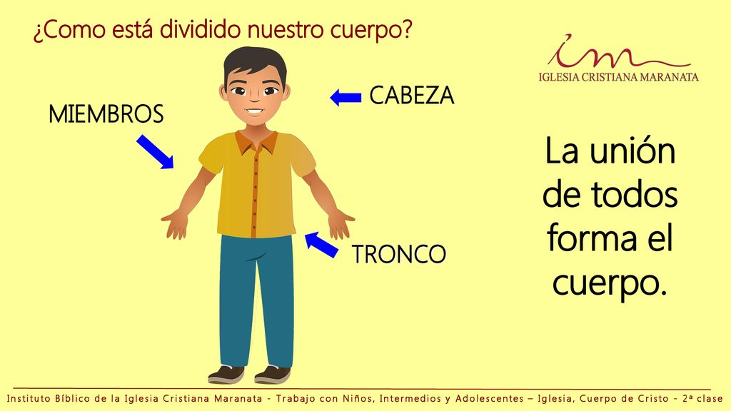 ¿Como está dividido nuestro cuerpo La unión de todos forma el cuerpo.