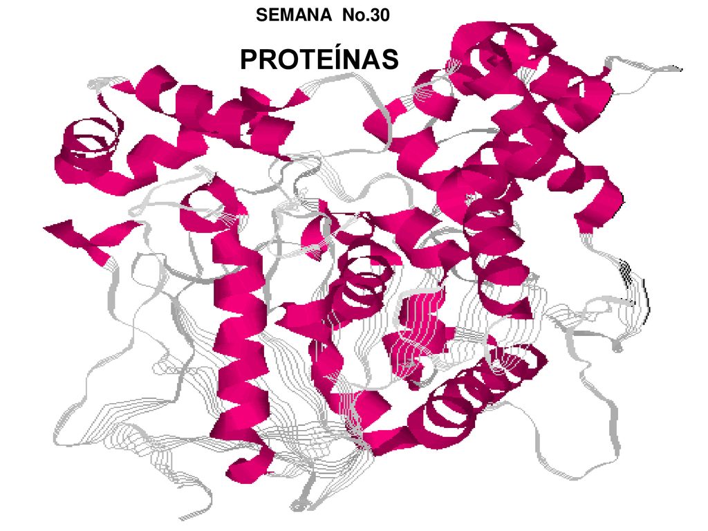 SEMANA No.30 SEMANA No.30 PROTEÍNAS PROTEÍNAS PROTEÍNAS Semana No. 30
