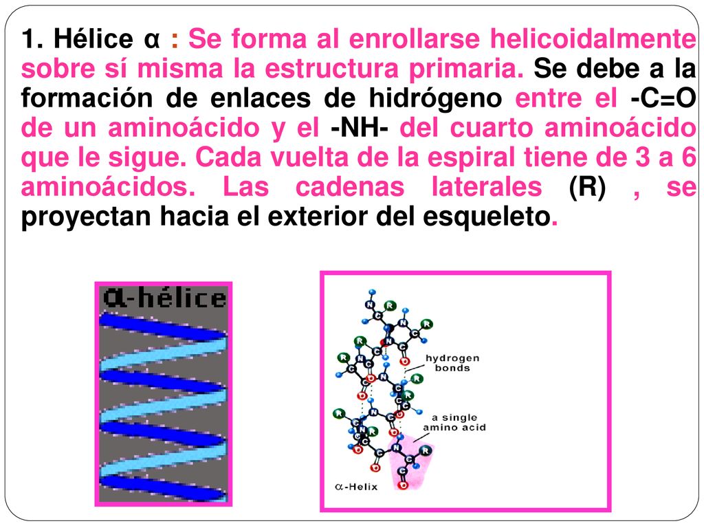 1. Hélice α : Se forma al enrollarse helicoidalmente sobre sí misma la estructura primaria. Se debe a la formación de enlaces de hidrógeno entre el -C=O de un aminoácido y el -NH- del cuarto aminoácido que le sigue. Cada vuelta de la espiral tiene de 3 a 6 aminoácidos. Las cadenas laterales (R) , se proyectan hacia el exterior del esqueleto.