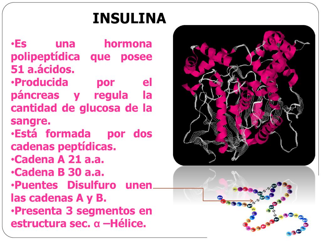 INSULINA Es una hormona polipeptídica que posee 51 a.ácidos.