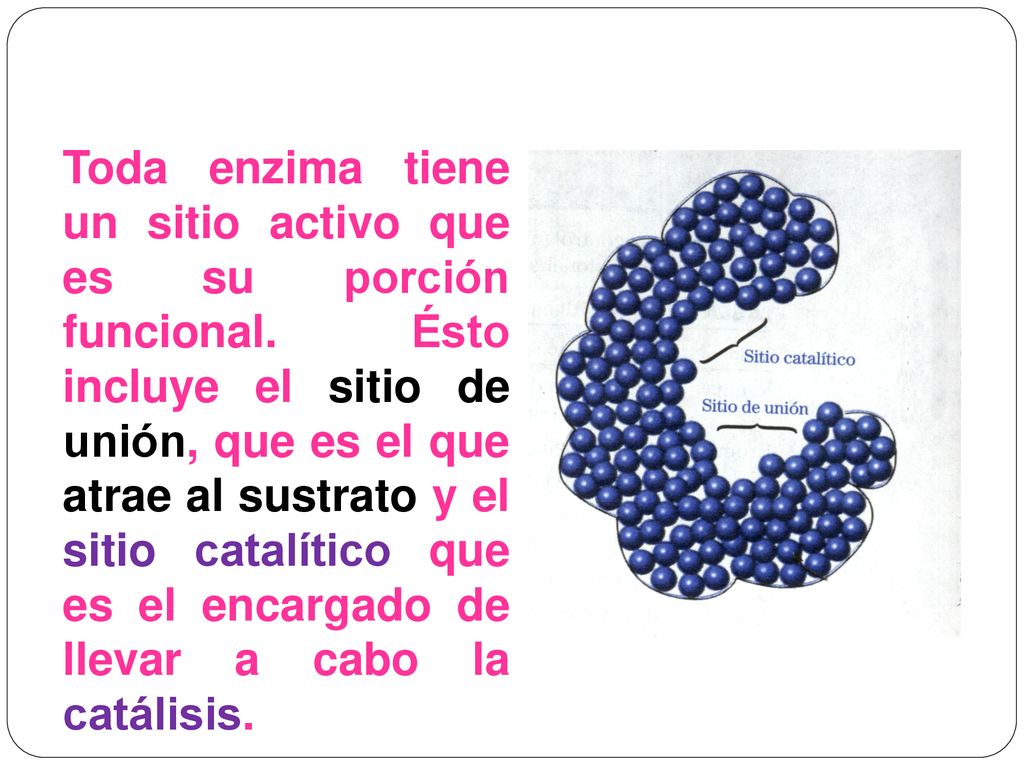 Toda enzima tiene un sitio activo que es su porción funcional