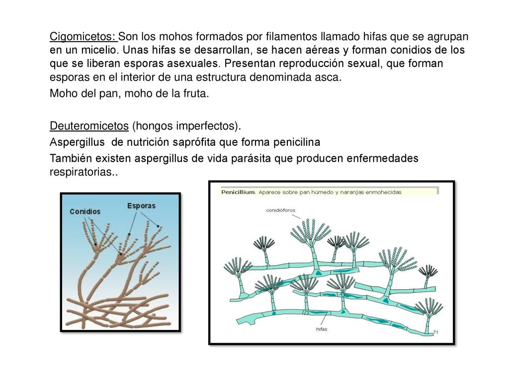 Cigomicetos: Son los mohos formados por filamentos llamado hifas que se agrupan en un micelio.