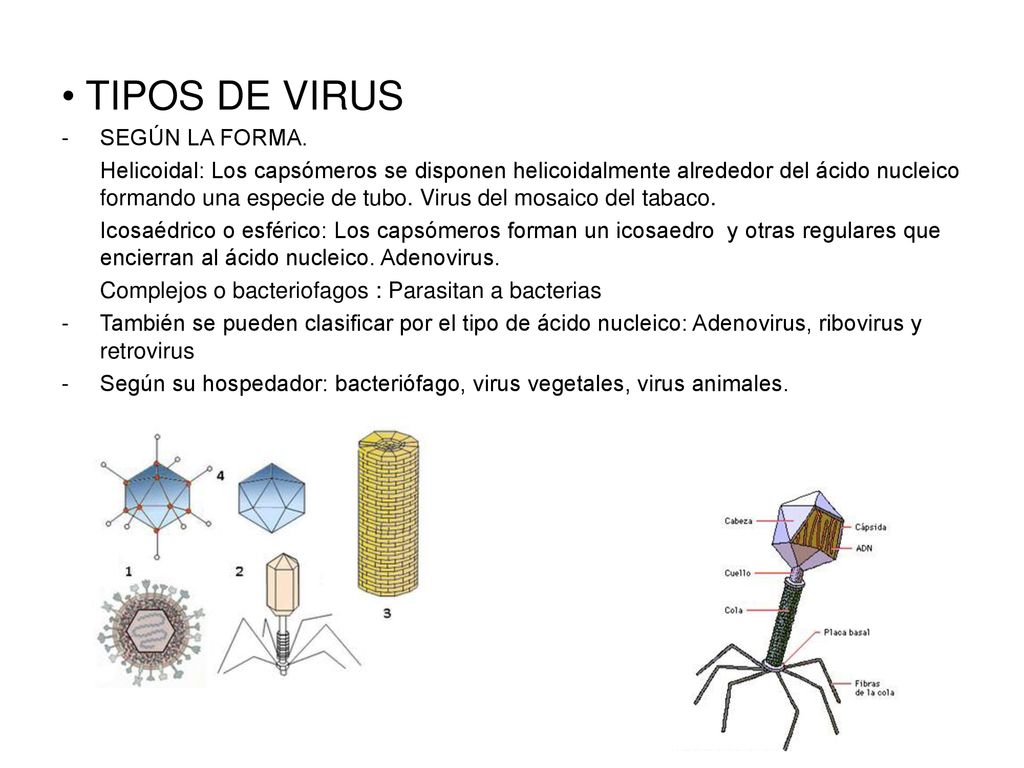 TIPOS DE VIRUS SEGÚN LA FORMA.