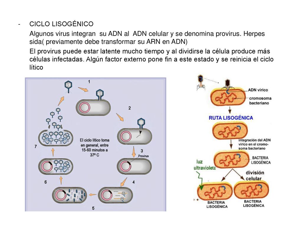 CICLO LISOGÉNICO Algunos virus integran su ADN al ADN celular y se denomina provirus. Herpes sida( previamente debe transformar su ARN en ADN)