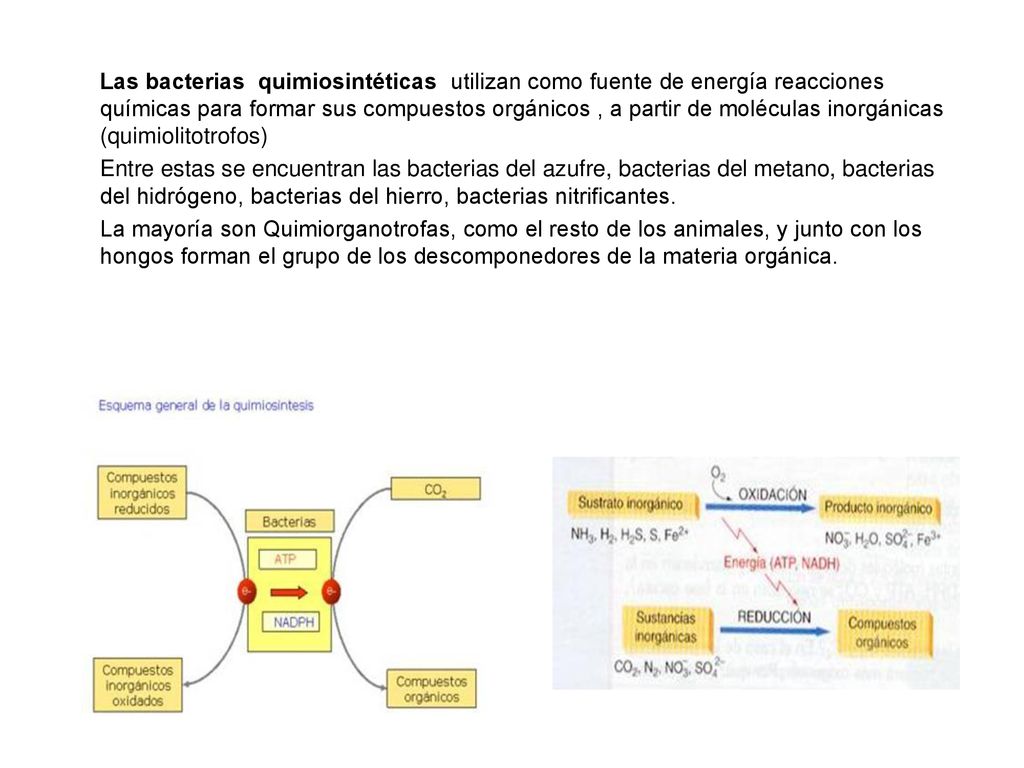 Las bacterias quimiosintéticas utilizan como fuente de energía reacciones químicas para formar sus compuestos orgánicos , a partir de moléculas inorgánicas (quimiolitotrofos) Entre estas se encuentran las bacterias del azufre, bacterias del metano, bacterias del hidrógeno, bacterias del hierro, bacterias nitrificantes.