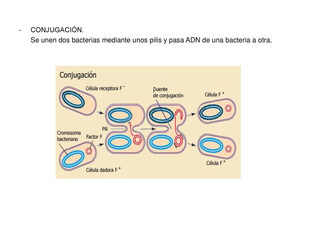 CONJUGACIÓN. Se unen dos bacterias mediante unos pilis y pasa ADN de una bacteria a otra.