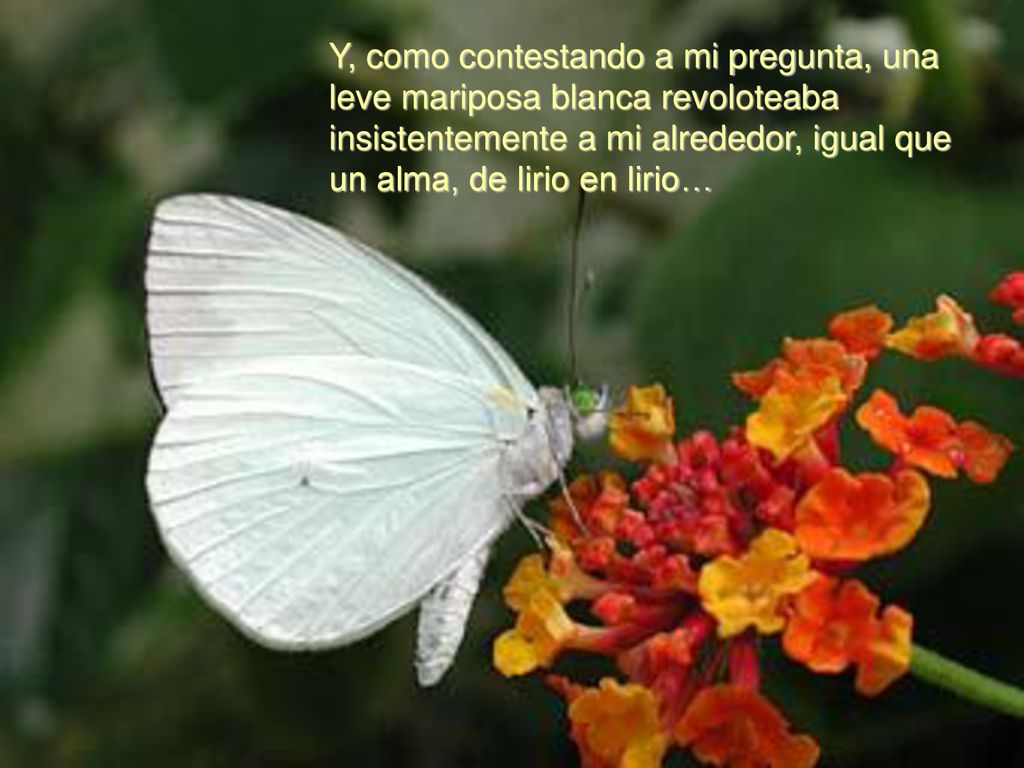 Y, como contestando a mi pregunta, una leve mariposa blanca revoloteaba insistentemente a mi alrededor, igual que un alma, de lirio en lirio…