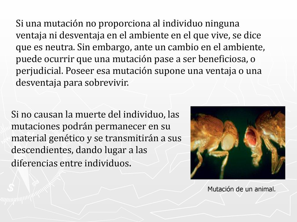 Si una mutación no proporciona al individuo ninguna ventaja ni desventaja en el ambiente en el que vive, se dice que es neutra. Sin embargo, ante un cambio en el ambiente, puede ocurrir que una mutación pase a ser beneficiosa, o perjudicial. Poseer esa mutación supone una ventaja o una desventaja para sobrevivir.