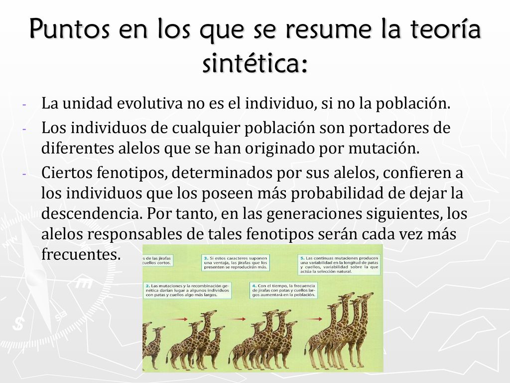 Puntos en los que se resume la teoría sintética: