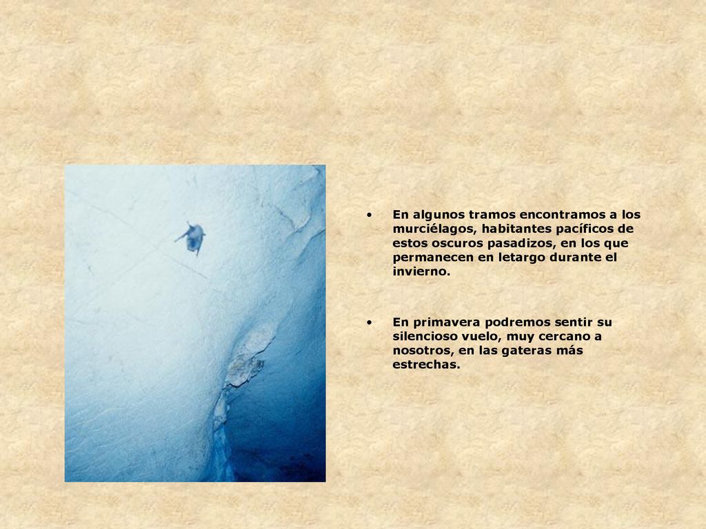 En algunos tramos encontramos a los murciélagos, habitantes pacíficos de estos oscuros pasadizos, en los que permanecen en letargo durante el invierno.