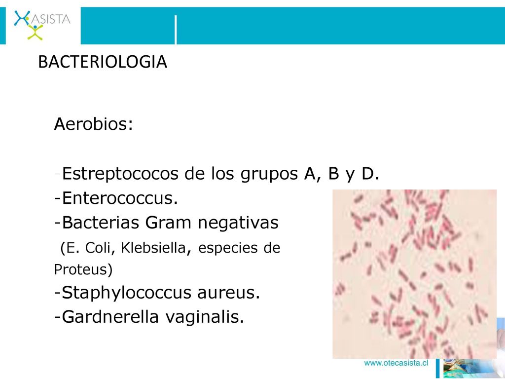 BACTERIOLOGIA Aerobios: -Estreptococos de los grupos A, B y D.