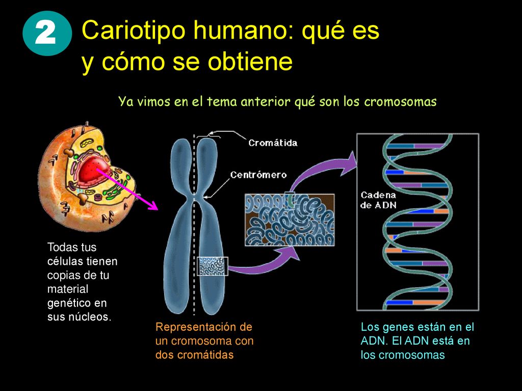 2 Cariotipo humano: qué es y cómo se obtiene