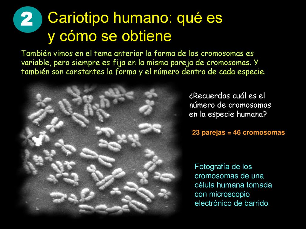 2 Cariotipo humano: qué es y cómo se obtiene