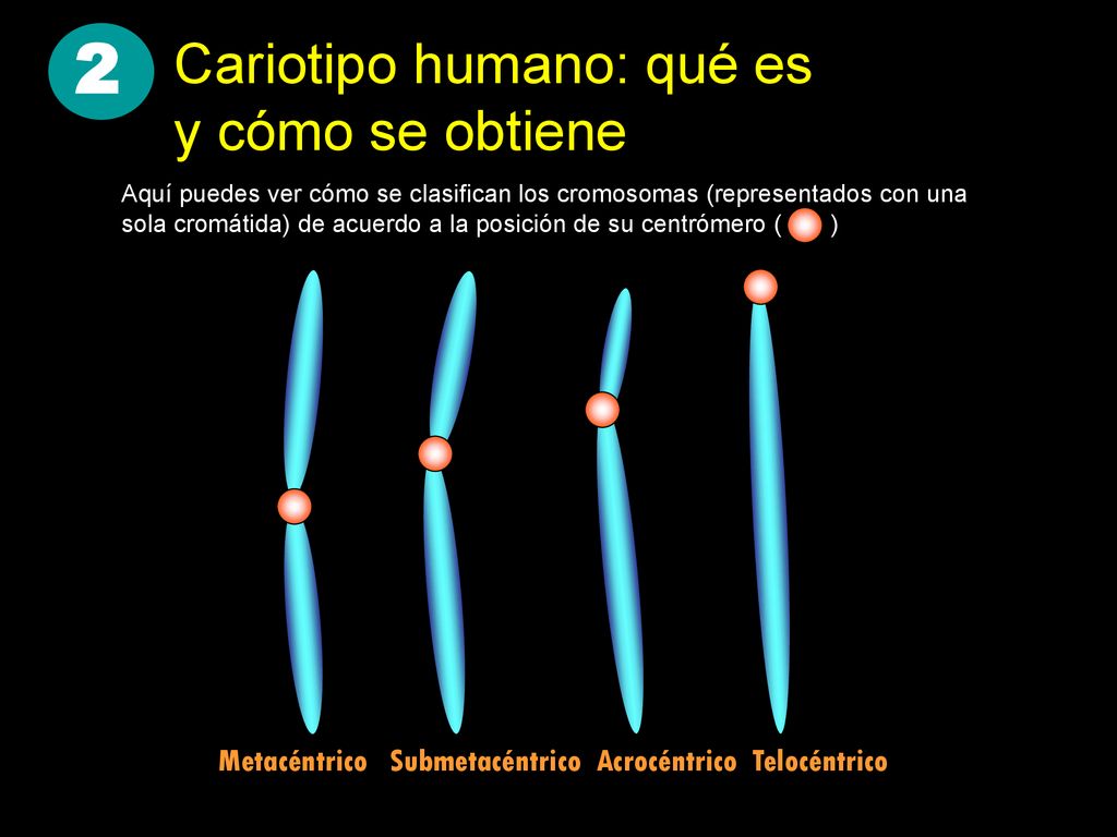 2 Cariotipo humano: qué es y cómo se obtiene
