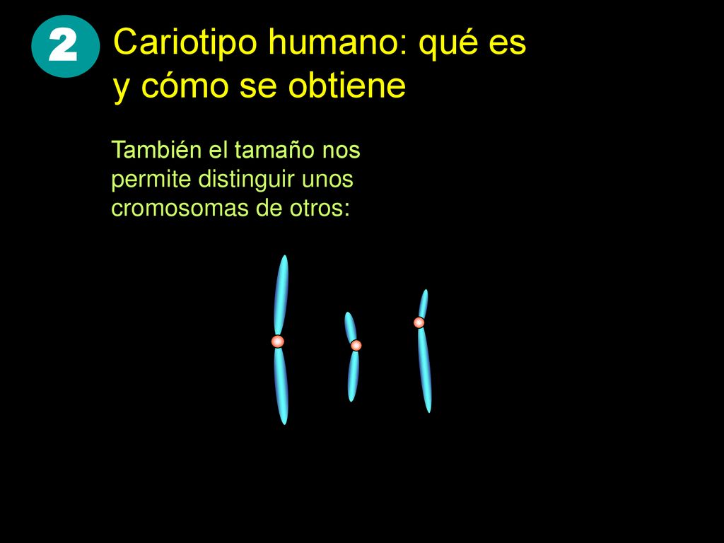2 Cariotipo humano: qué es y cómo se obtiene