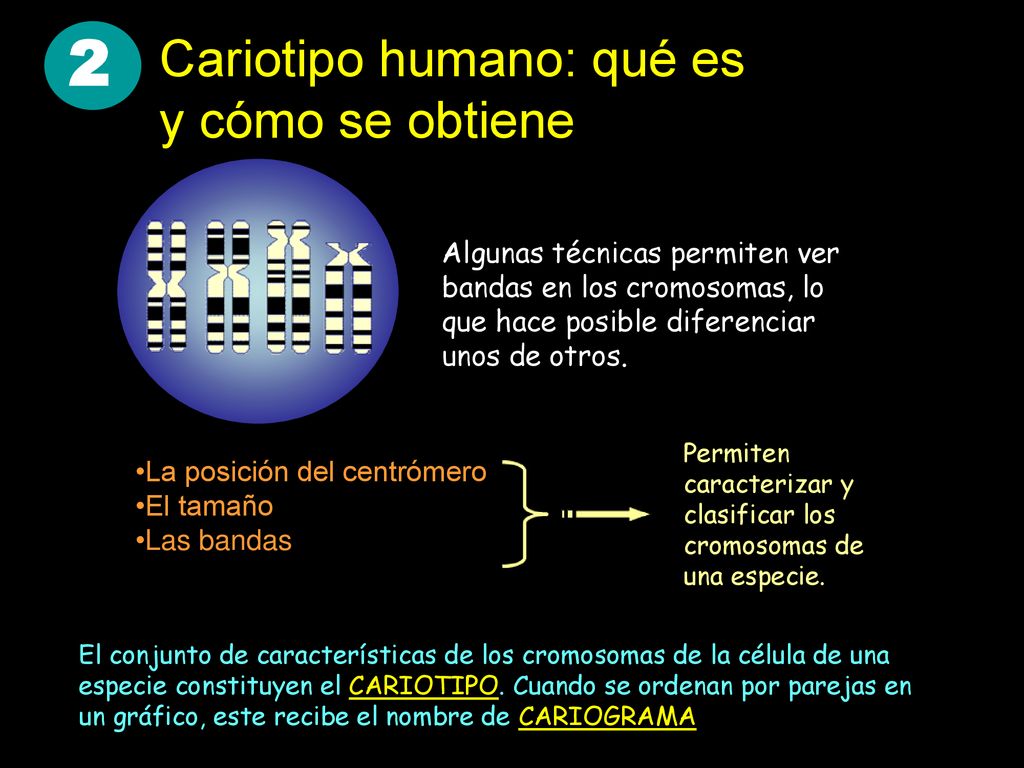 2 Cariotipo humano: qué es y cómo se obtiene