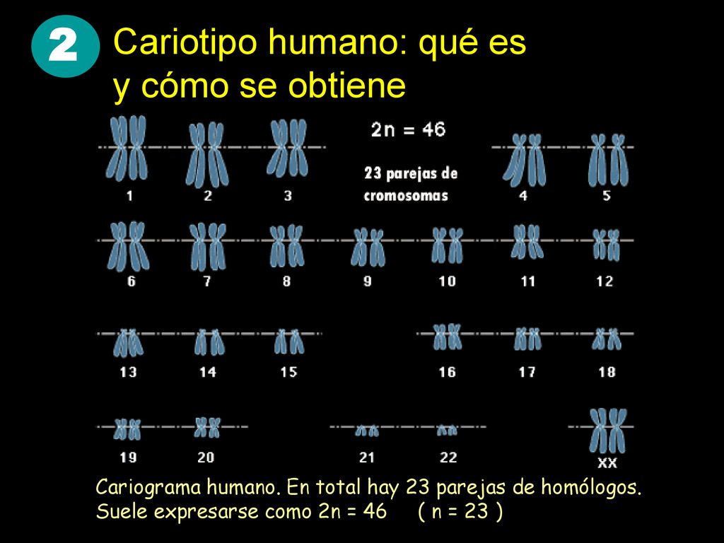 2 Cariotipo humano: qué es y cómo se obtiene