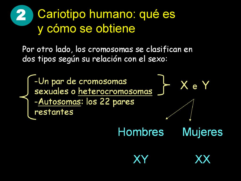 2 Cariotipo humano: qué es y cómo se obtiene