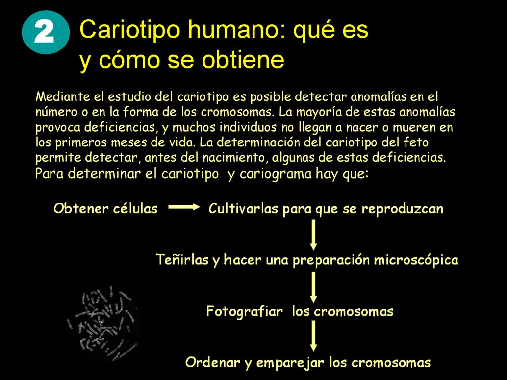 2 Cariotipo humano: qué es y cómo se obtiene